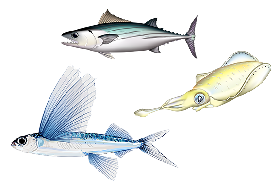イラスト：春の魚のイメージ
