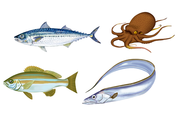 イラスト：夏の魚のイメージ