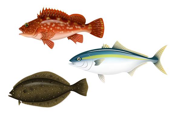イラスト：冬の魚のイメージ